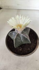ASTROPHYTUM MYRIOSTIGMA Nº 665 – vaso 15 - Imagem 6