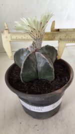 ASTROPHYTUM MYRIOSTIGMA Nº 665 – vaso 15 - Imagem 4