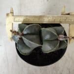 ASTROPHYTUM MYRIOSTIGMA "Nudum BICÉFALO" Nº 624 – vaso 11