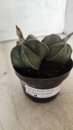 ASTROPHYTUM MYRIOSTIGMA "Nudum BICÉFALO" Nº 624 – vaso 11 - Imagem 11