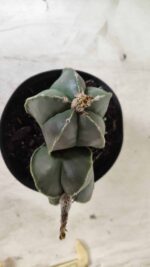 ASTROPHYTUM MYRIOSTIGMA "Nudum BICÉFALO" Nº 624 – vaso 11 - Imagem 9