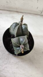 ASTROPHYTUM MYRIOSTIGMA "Nudum BICÉFALO" Nº 624 – vaso 11 - Imagem 8