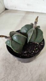 ASTROPHYTUM MYRIOSTIGMA "Nudum BICÉFALO" Nº 624 – vaso 11 - Imagem 7