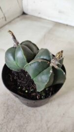 ASTROPHYTUM MYRIOSTIGMA "Nudum BICÉFALO" Nº 624 – vaso 11 - Imagem 6