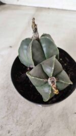 ASTROPHYTUM MYRIOSTIGMA "Nudum BICÉFALO" Nº 624 – vaso 11 - Imagem 3