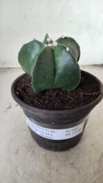 ASTROPHYTUM MYRIOSTIGMA Nº 650 – vaso 15 - Imagem 2