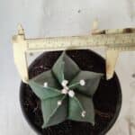 ASTROPHYTUM MYRIOSTIGMA Nº 650 – vaso 15