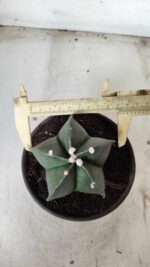 ASTROPHYTUM MYRIOSTIGMA Nº 650 – vaso 15