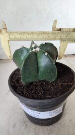 ASTROPHYTUM MYRIOSTIGMA Nº 650 – vaso 15 - Imagem 11