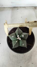 ASTROPHYTUM MYRIOSTIGMA Nº 650 – vaso 15 - Imagem 10