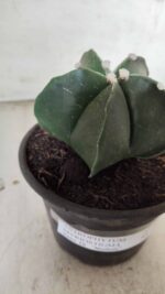 ASTROPHYTUM MYRIOSTIGMA Nº 650 – vaso 15 - Imagem 9