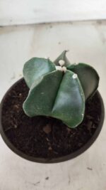 ASTROPHYTUM MYRIOSTIGMA Nº 650 – vaso 15 - Imagem 8