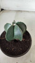 ASTROPHYTUM MYRIOSTIGMA Nº 650 – vaso 15 - Imagem 7