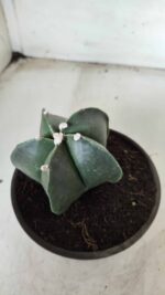ASTROPHYTUM MYRIOSTIGMA Nº 650 – vaso 15 - Imagem 6