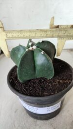 ASTROPHYTUM MYRIOSTIGMA Nº 650 – vaso 15 - Imagem 4