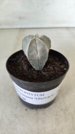 ASTROPHYTUM MYRIOSTIGMA Onzuka  Nº 462 – vaso 09 - Imagem 2