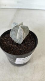 ASTROPHYTUM MYRIOSTIGMA Onzuka  Nº 462 – vaso 09 - Imagem 8