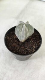 ASTROPHYTUM MYRIOSTIGMA Onzuka  Nº 462 – vaso 09 - Imagem 6