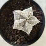 ASTROPHYTUM MYRIOSTIGMA Onzuka  Nº 462 – vaso 09