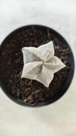 ASTROPHYTUM MYRIOSTIGMA Onzuka  Nº 462 – vaso 09