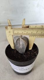 ASTROPHYTUM MYRIOSTIGMA Onzuka  Nº 462 – vaso 09 - Imagem 4