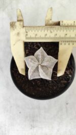 ASTROPHYTUM MYRIOSTIGMA Onzuka  Nº 462 – vaso 09 - Imagem 5