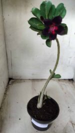 Planta Simples 2402 – 30cm – 01 ano - Imagem 2