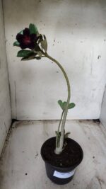 Planta Simples 2402 – 30cm – 01 ano - Imagem 5