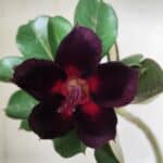 Planta Simples 2402 – 30cm – 01 ano