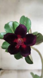 Planta Simples 2402 – 30cm – 01 ano