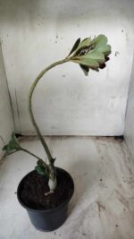 Planta Simples 2402 – 30cm – 01 ano - Imagem 4