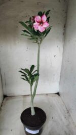 Planta Simples 2413 – 30cm – 02 anos - Imagem 2