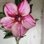 Planta Simples 2413 – 30cm – 02 anos