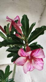 Planta Simples 2413 – 30cm – 02 anos - Imagem 4