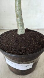 Planta Simples 2413 – 30cm – 02 anos - Imagem 6