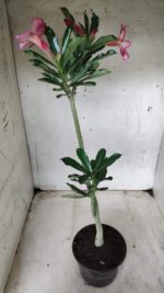 Planta Simples 2413 – 30cm – 02 anos - Imagem 5