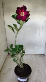 Planta Simples 2442 – 30cm – 02 anos - Imagem 2