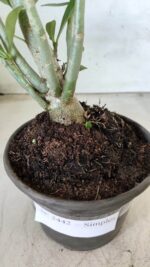 Planta Simples 2442 – 30cm – 02 anos - Imagem 7