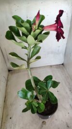 Planta Simples 2442 – 30cm – 02 anos - Imagem 6