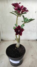 Planta Simples 2447 – 30cm – 02 anos - Imagem 2