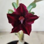 Planta Simples 2447 – 30cm – 02 anos