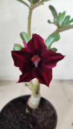 Planta Simples 2447 – 30cm – 02 anos