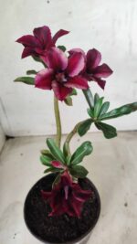 Planta Simples 2447 – 30cm – 02 anos - Imagem 4