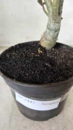 Planta Simples 2447 – 30cm – 02 anos - Imagem 6