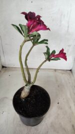 Planta Simples 2447 – 30cm – 02 anos - Imagem 5