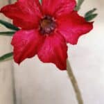 Planta Simples 2476 – 30cm – 02 anos