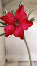 Planta Simples 2476 – 30cm – 02 anos