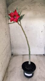 Planta Simples 2476 – 30cm – 02 anos - Imagem 2