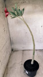 Planta Simples 2476 – 30cm – 02 anos - Imagem 5