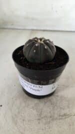ASTROPHYTUM ASTERIAS “Purple”  Nº 708 – vaso 09 - Imagem 11